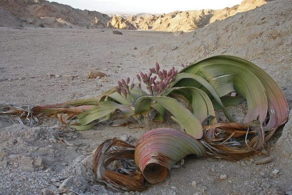 Welwitschia mirabilis, ancient pioneer ready for new followers